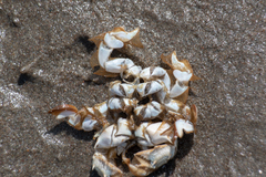 Blepharipoda doelloi