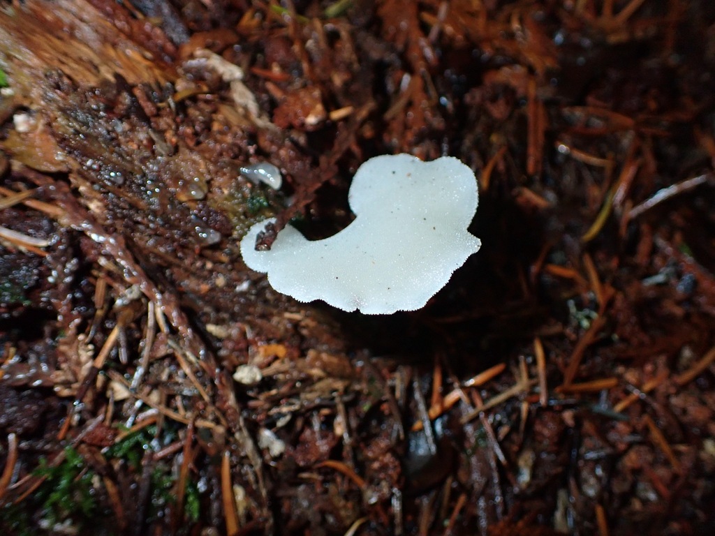 Pseudohydnum gelatinosum · November 2025 · photo: © enspring (iNaturalist, cc0)