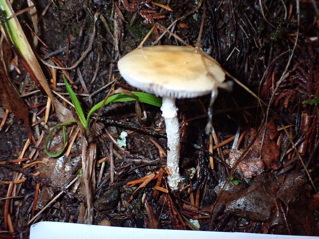Stropharia ambigua · November 2025 · photo: © enspring (iNaturalist, cc0)