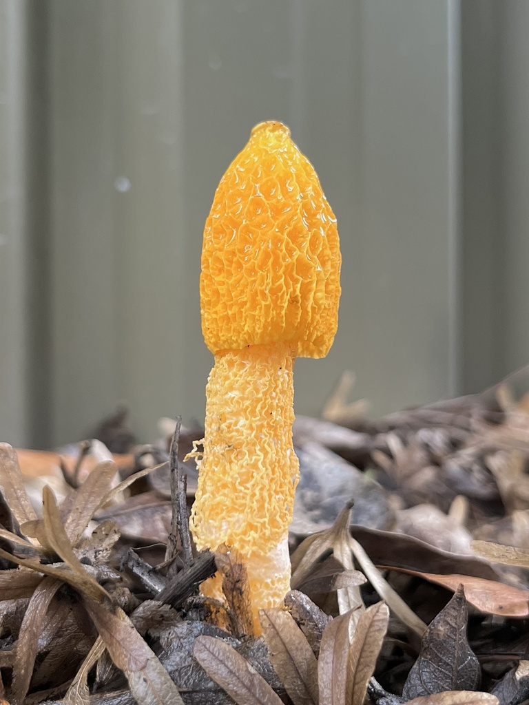 Phallus multicolor · November 2025 · photo: © bankzia (iNaturalist, cc0)