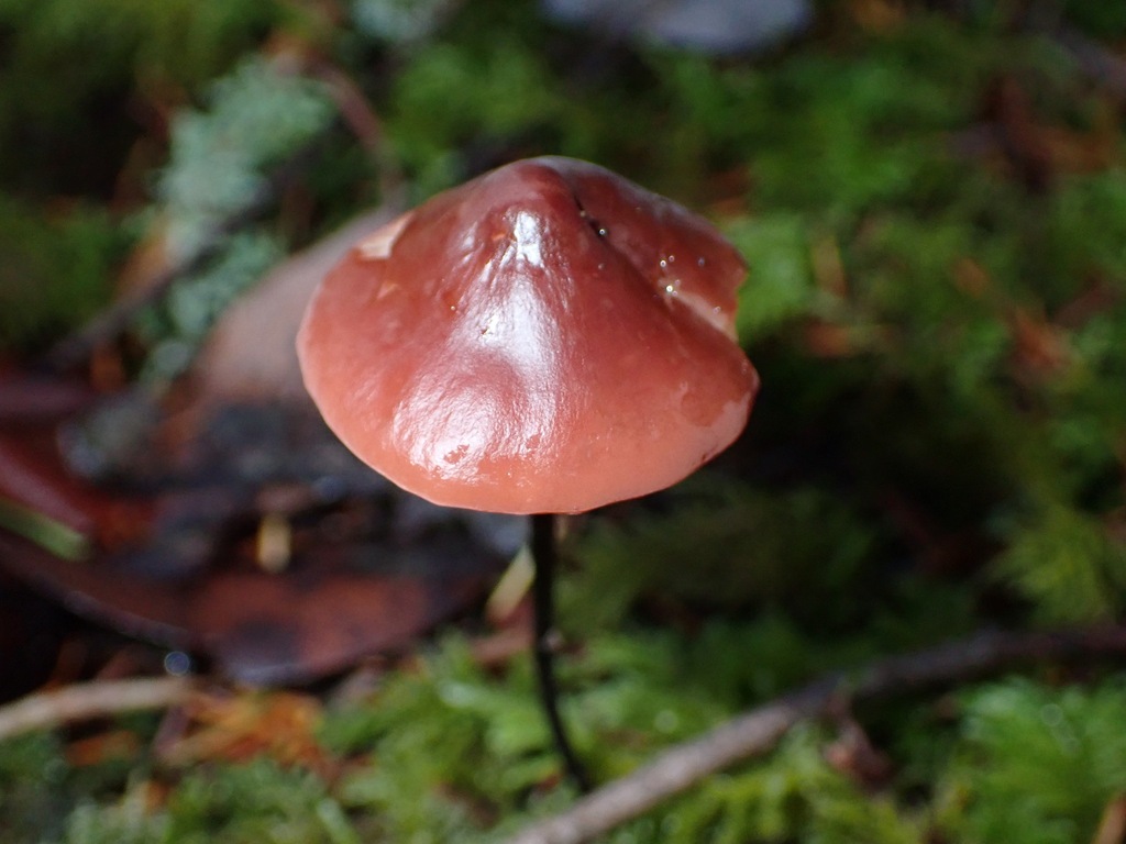 Marasmius plicatulus · November 2025 · photo: © enspring (iNaturalist, cc0)