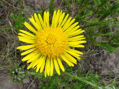 Berkheya decurrens