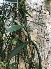 Vanilla planifolia