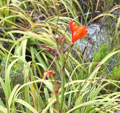 Pillansia templemannii, photograph 6