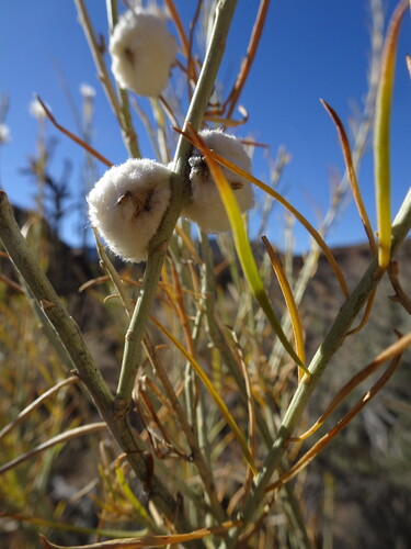 Unknown species found near Rio Arriba County, NM, USA