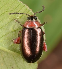 Disonycha collata