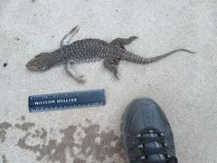 Varanus exanthematicus