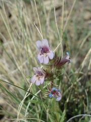 Penstemon concinnus