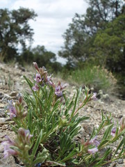 Penstemon concinnus