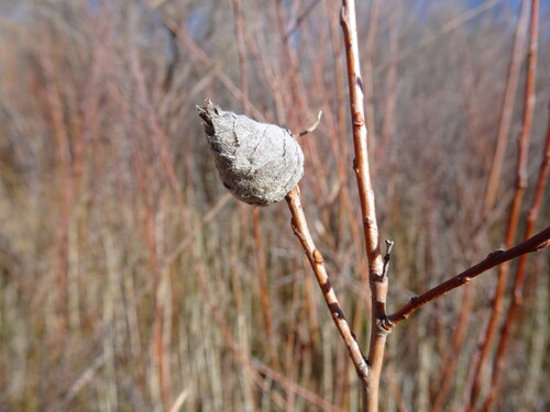Unknown species found near Rio Arriba County, NM, USA