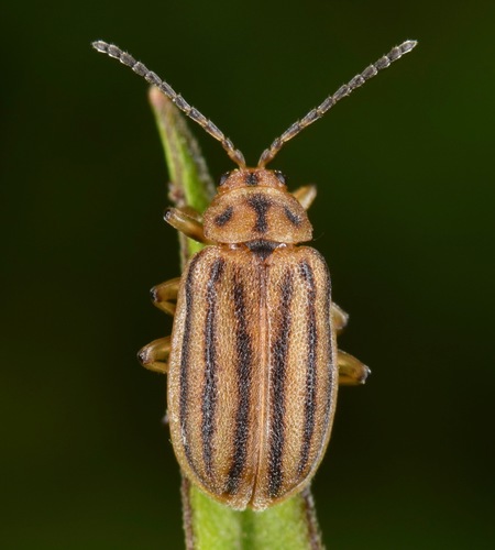 Six-lined Goldenrod Leaf Beetle