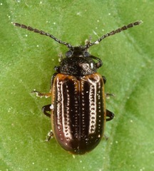 Microtheca ochroloma