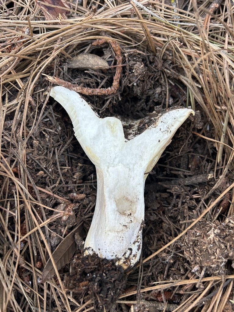 Russula brevipes · November 2025 · photo: © aheyman1 (iNaturalist, cc0)