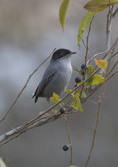 Curruca melanocephala