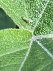 Graphocephala cythura