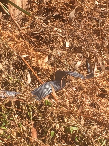 Red-bellied Black Snake sighting