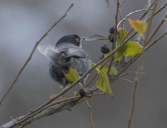 Curruca melanocephala