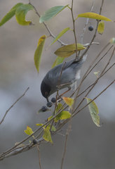 Curruca melanocephala