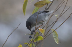 Curruca melanocephala