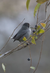 Curruca melanocephala