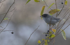 Curruca melanocephala