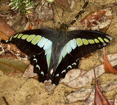 Graphium sarpedon morius