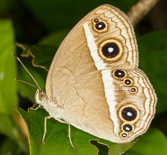 Mycalesis madjicosa