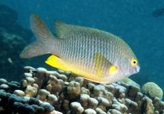 Plectroglyphidodon gascoynei