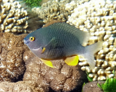 Plectroglyphidodon gascoynei