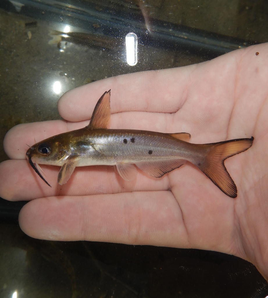 Channel catfish (Ictalurus punctatus) — Ictaluridae
