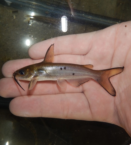 Channel catfish (Ictalurus punctatus) — Ictaluridae