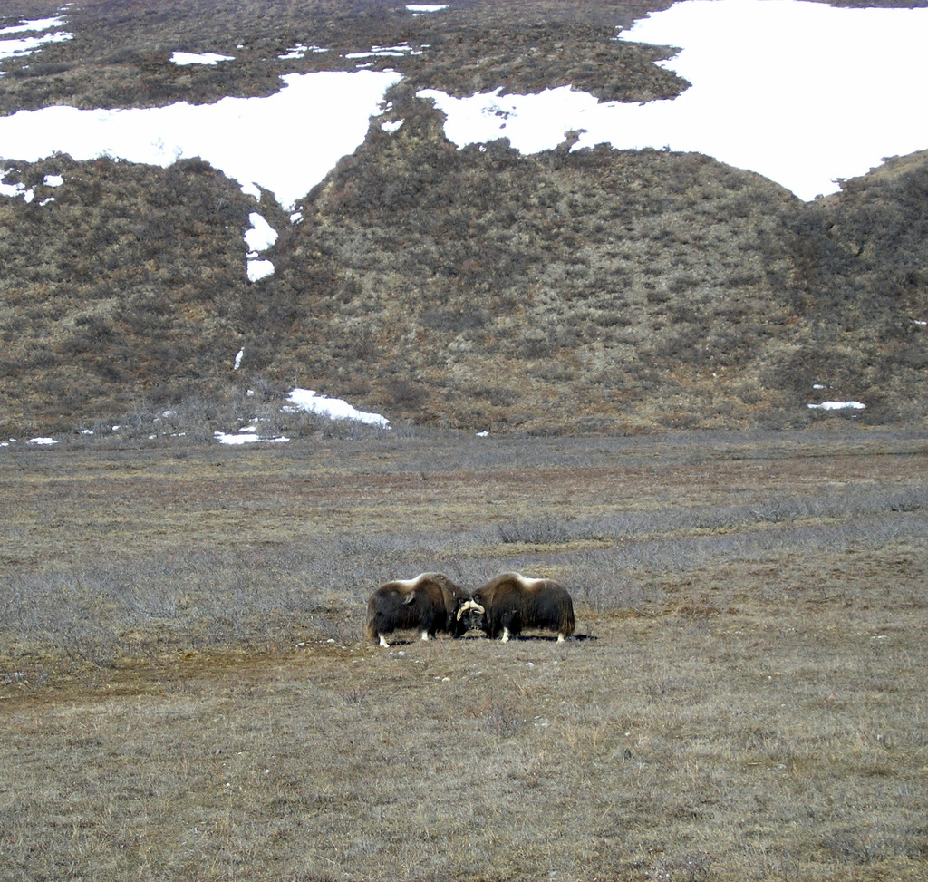 Ovibos moschatus, North Slope Borough, AK, USA, by ljodwalis