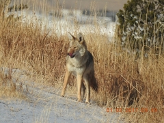 Canis latrans