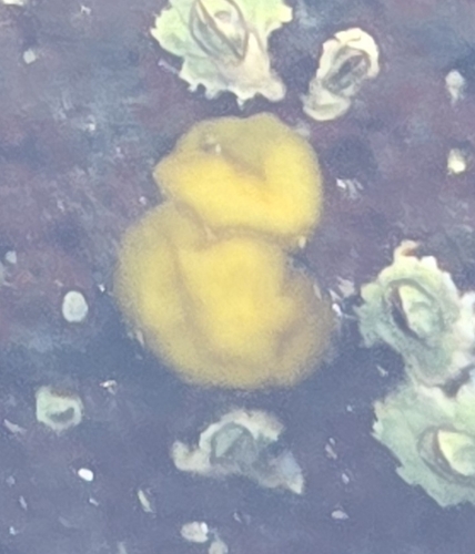 Colpomenia observed 2025-11-26