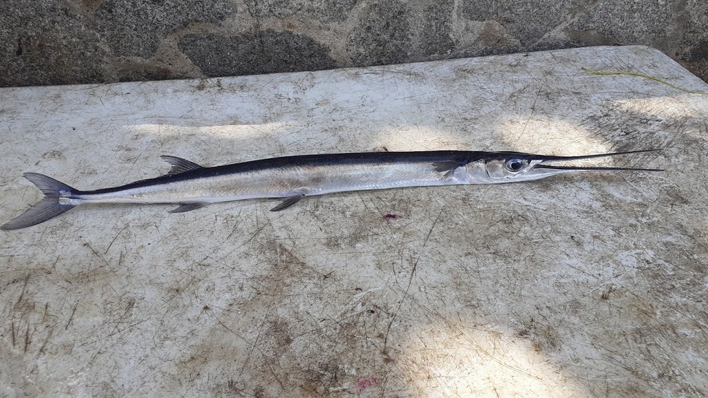 Pacific Agujon