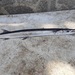 Pacific Needlefish - Photo (c) Grisbel Salas Tapia, some rights reserved (CC BY-NC), uploaded by Grisbel Salas Tapia