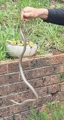 Eastern Brown Snake sighting