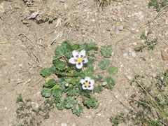 Acaulimalva nubigena