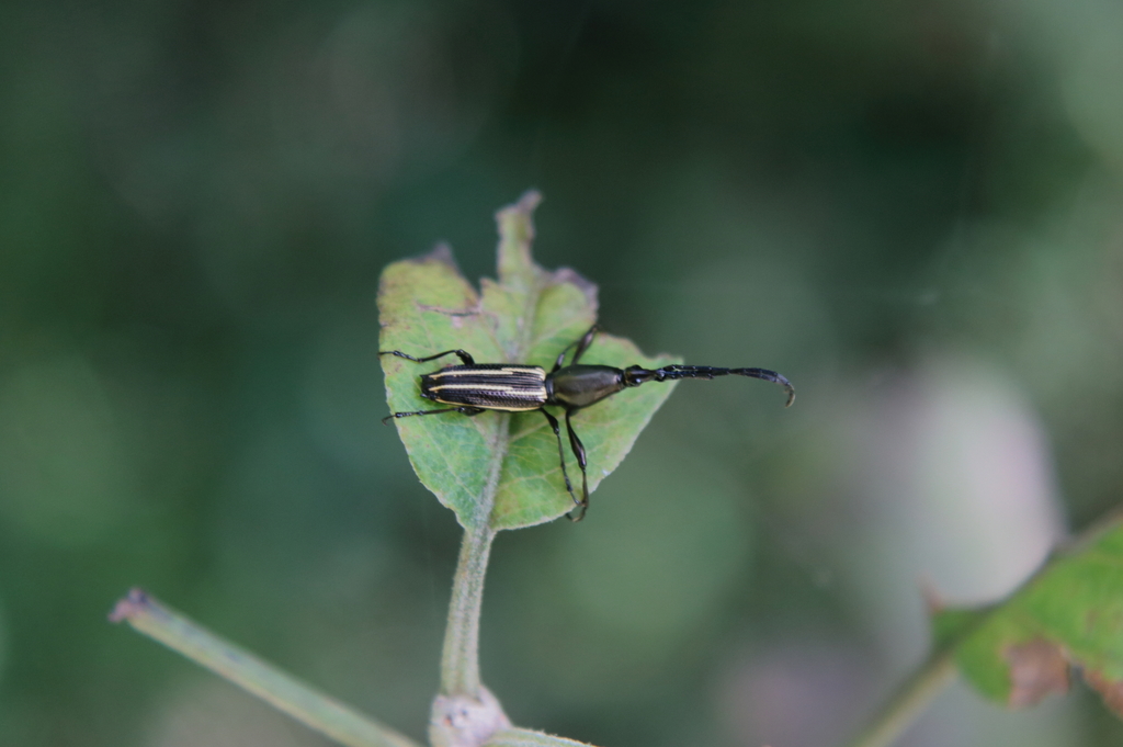 Raphirhynchus mexicanus