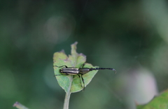 Raphirhynchus