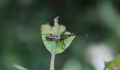 Raphirhynchus