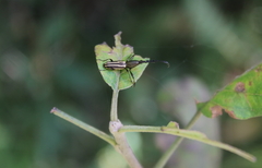 Raphirhynchus