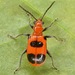 Neolema sexpunctata - Photo 由 skitterbug 所上傳的 (c) skitterbug，保留部份權利CC BY