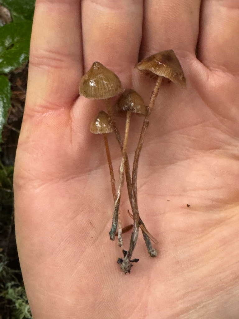 Psilocybe pelliculosa · November 2025 · photo: © mswiseman (iNaturalist, cc-by)