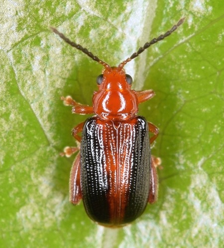 Greenbriar Leaf Beetle
