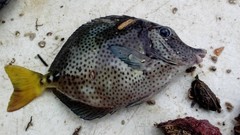 Prionurus laticlavius