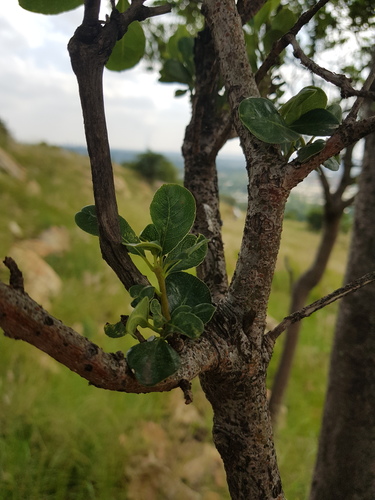 Pittosporum viridiflorum
