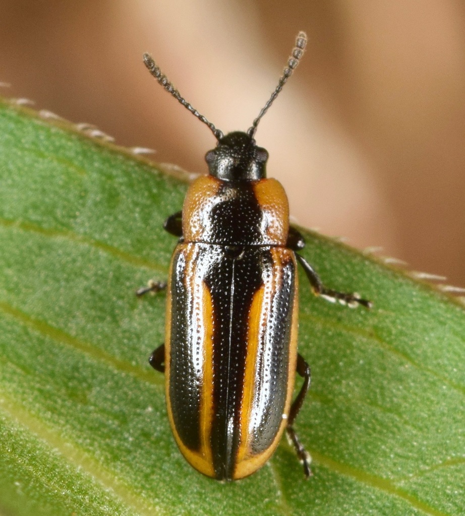 Banded Leaf Beetle