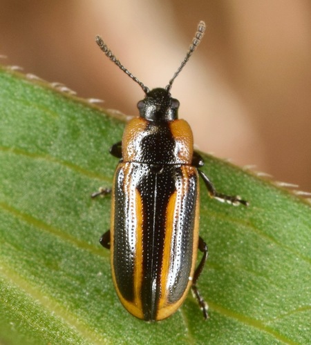 Prasocuris vittata (Olivier, 1807)