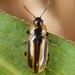 Banded Leaf Beetle - Photo (c) skitterbug, some rights reserved (CC BY), uploaded by skitterbug